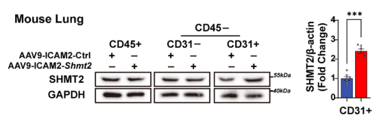 【AAV_腺病毒_质粒_在肺部应用的案例】AAV9-ICAM2-Shmt2处理的小鼠肺组织中SHMT2蛋白表达显著升高