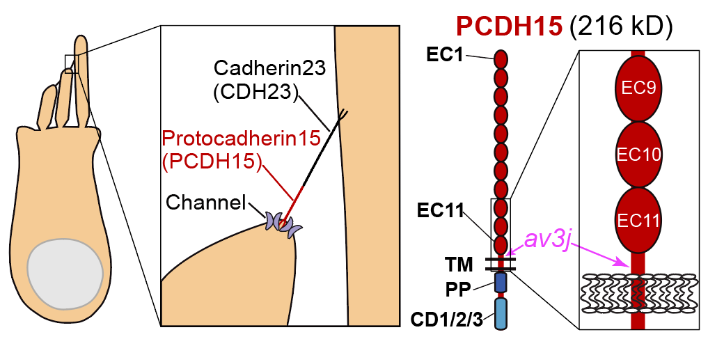 PCDH15毛细胞功能验证